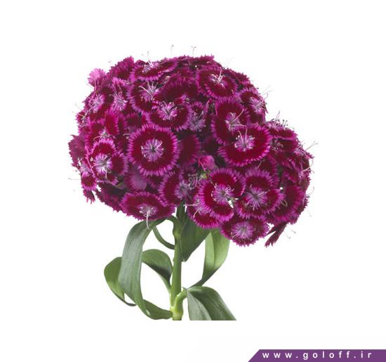 فروش گل آنلاین - گل قرنفل ویسانا - Sweet William | گل آف